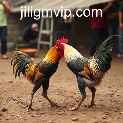 The Cultural and Controversial World of Cockfighting: Unveiling Jiligm